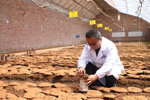 祁连山|祁连山野生菌物“卫士”暑期研究忙