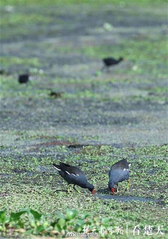 鸟类|武汉一大学成鸟类天堂