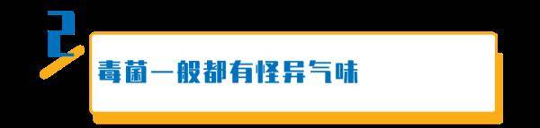 杨维涵|云南人吃菌等级考试