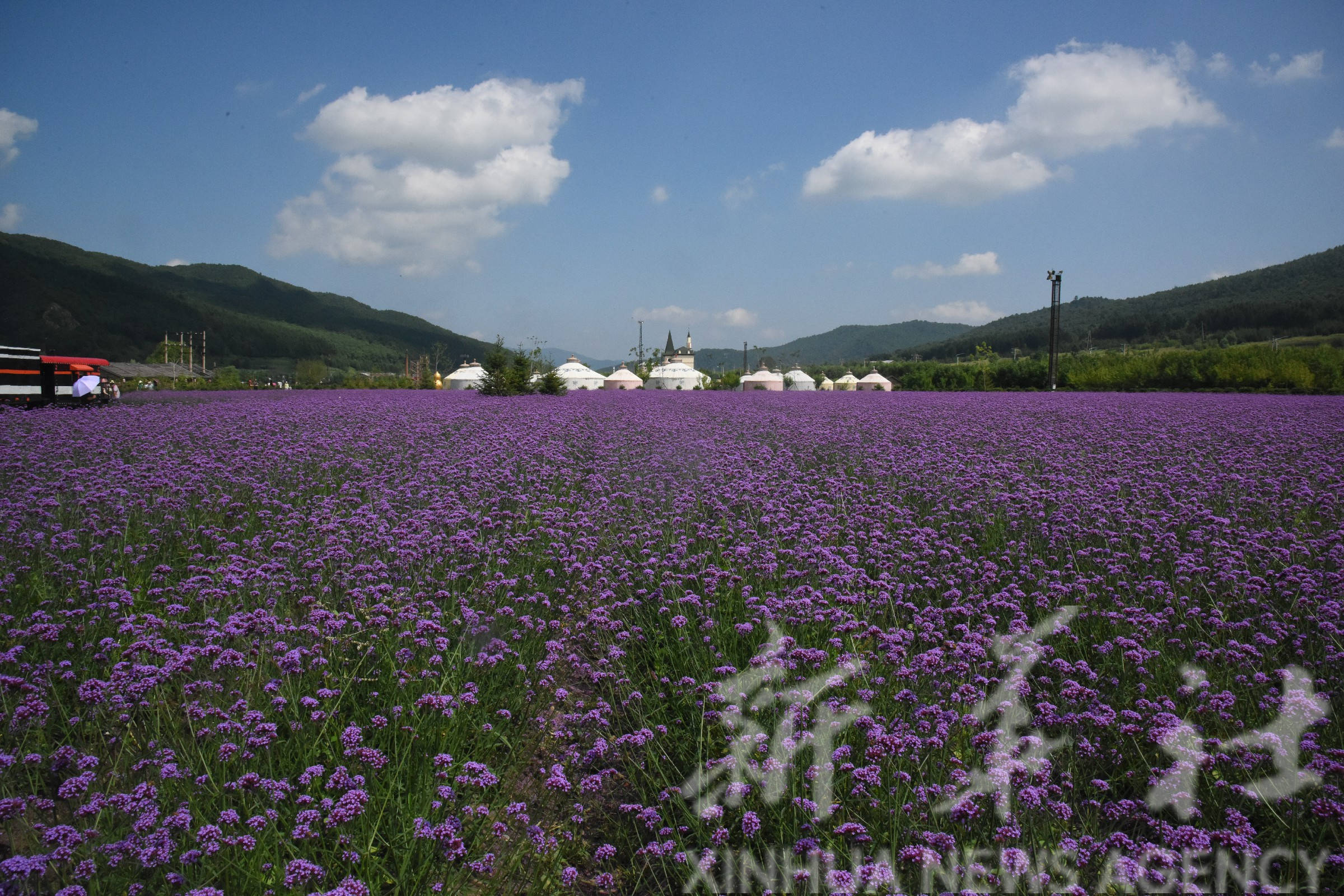 黑龙江|“两花经济”引领老林区蝶变