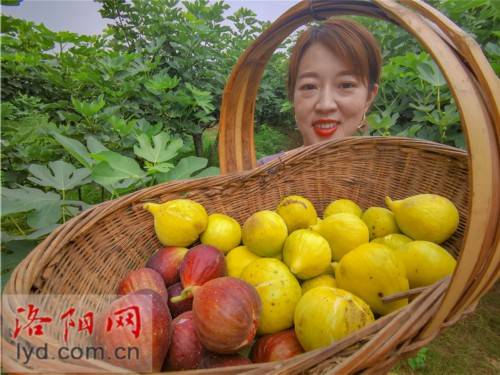 种植|汝阳小店镇黄屯村：种植无花果 “甜蜜”致富路