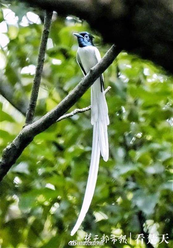 鸟类|武汉一大学成鸟类天堂