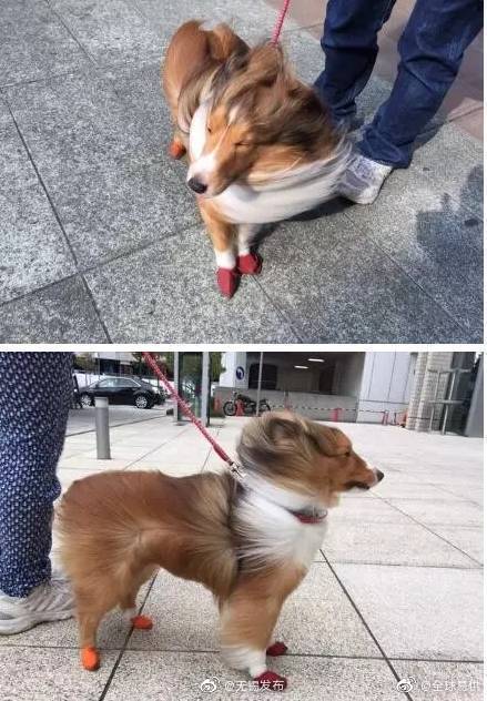 大风|当大风天你去遛狗时