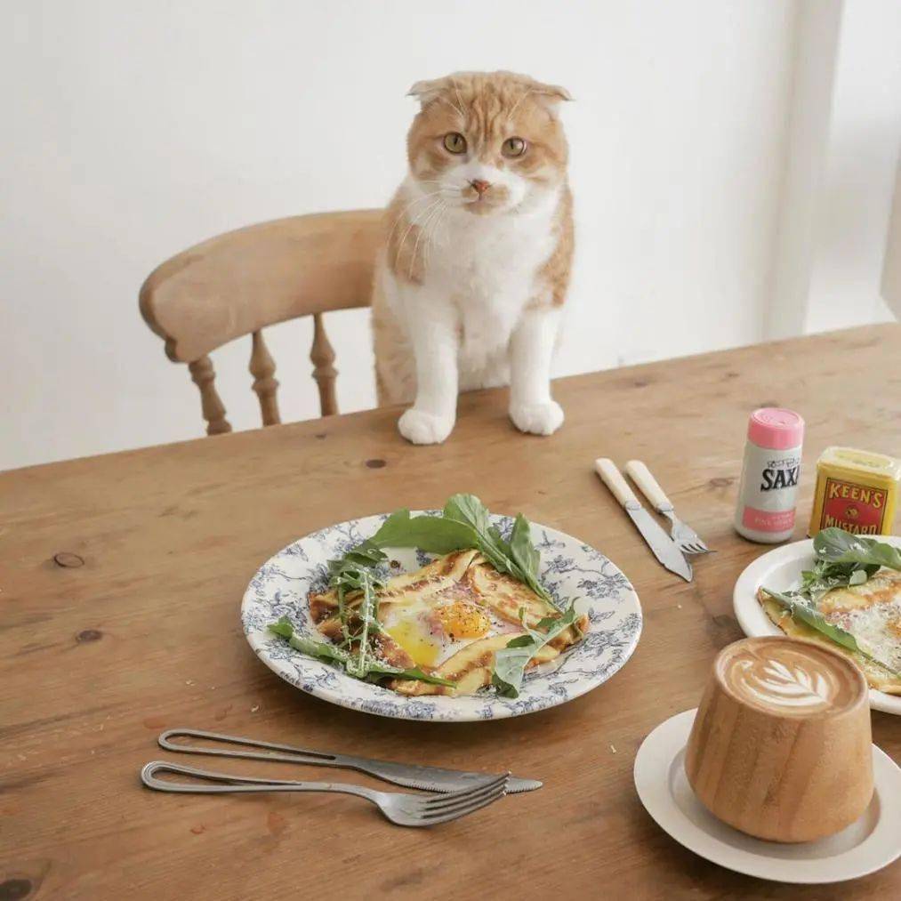 小橘猫陪主人吃饭萌翻ins世间万物唯猫咪与美食不可辜负