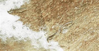 生命|湟鱼洄游路上的 生命之歌