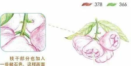 彩铅水果教程:莲雾