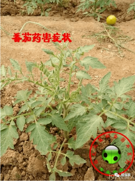 5,嘧菌酯尽量避免与铜制剂,链霉素混用,易出药害.