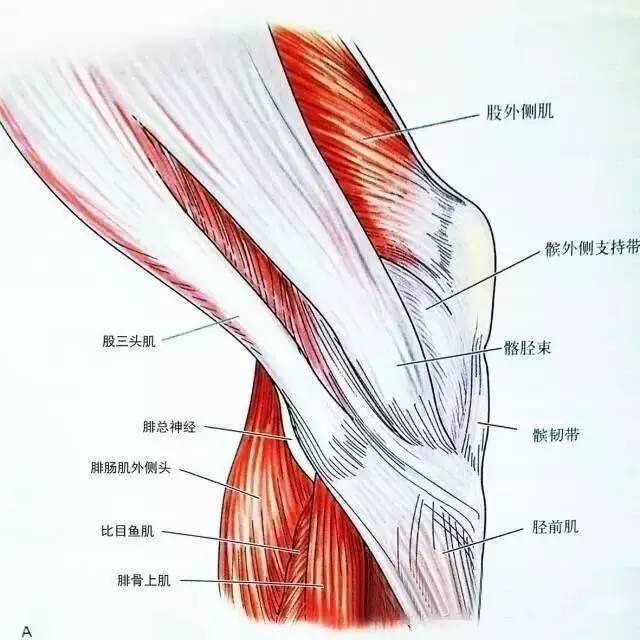 外侧支持带结构后面观腘窝外界为股二头肌腱,内界为半膜肌腱和鹅足