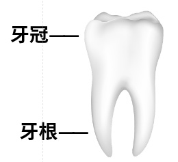 小孩摔断门牙怎么办