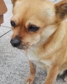 阿黄|痛心，老校长养5年流浪狗被保安杀害！校方：辞退