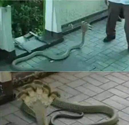 蛇身人头头像 d46e0b5b739246bc86138abf53ac13f1.jpeg