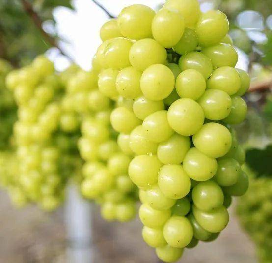 阳光玫瑰葡萄价格多少钱 273f89e6c147473db5d01a87f6f86aae.jpeg