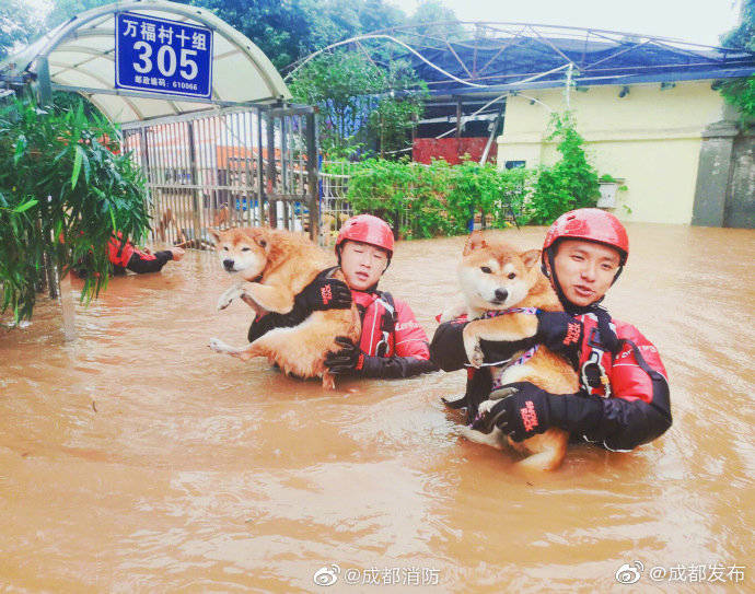抗洪|成都抗洪前线中让人安全感满满的瞬间
