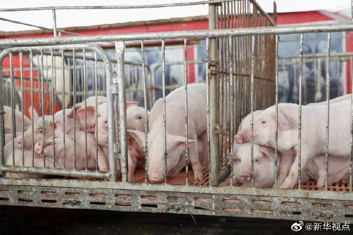 临床|非洲猪瘟疫苗研发进展顺利 将进入扩大临床和生产性试验