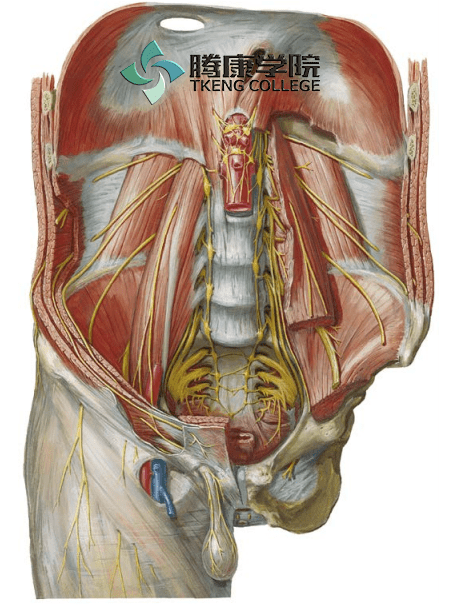 疼痛解剖学腰交感神经和神经节