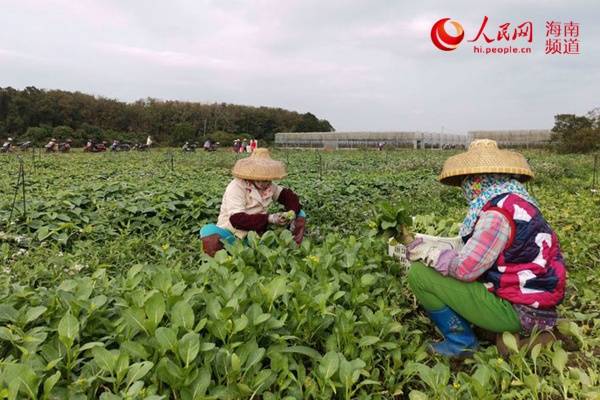 台风|备战＂台风季＂！海口市菜篮子多举措保供稳价