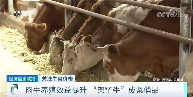 白万玉|养一头牛，纯赚5000元！牛肉价格连涨9周，达历史高位！还会再涨吗？