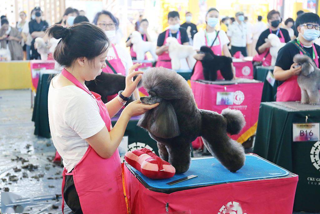 (亚洲宠物展览会,专业美容师为名犬小狗设计造型,美容美发(梳理毛发)