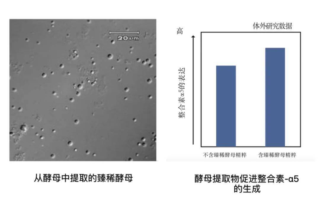 Ask|怎样的贵妇产品，会让我心动？ | Ask阿婆