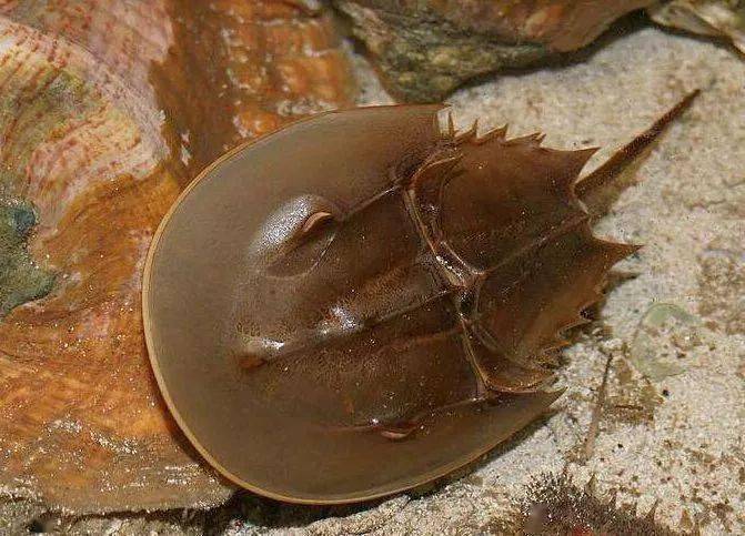 蓝色血液的鲎怎么读 9d51d9c26b61495aa46e7da3880751dc.jpeg