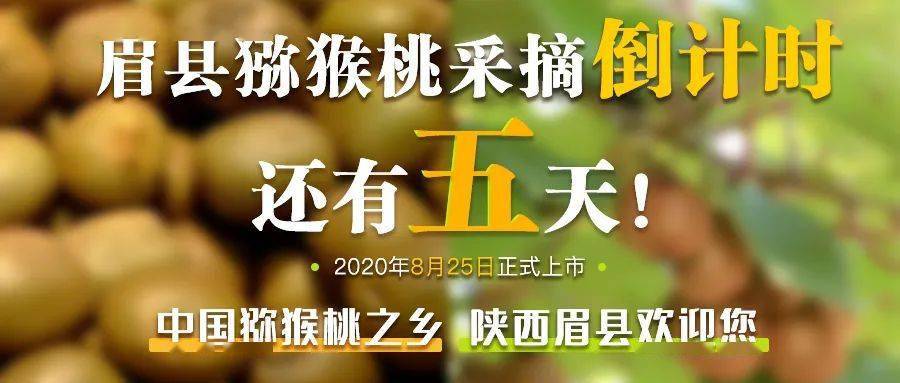 2020年眉县猕猴桃采摘进入倒计时!07mei county kiwi fruit07