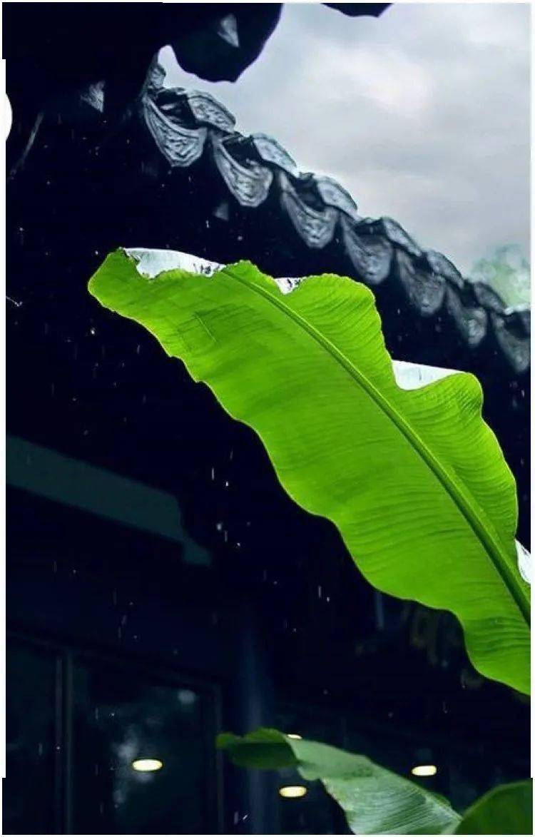 心籁之音《雨打芭蕉》