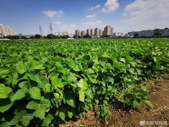 咦？中国最珍贵麦田为啥种了大豆