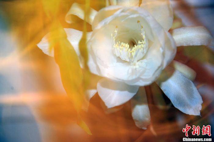 鸭子|为何立秋后有“处暑”？ 为啥吃鸭子、出游迎秋？