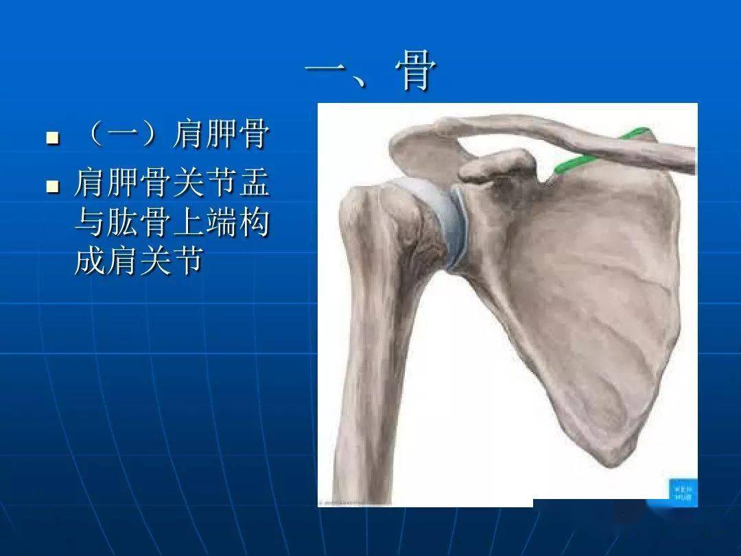 解剖肩关节应用解剖