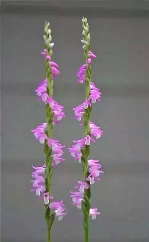 花竟然|稀世奇花终于开了！