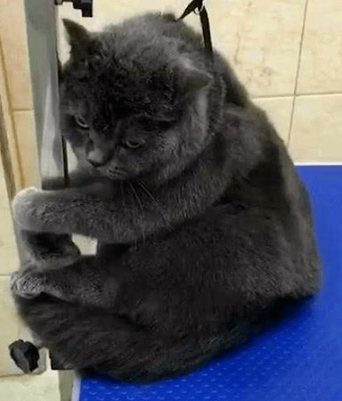 蓝猫多少天可以洗澡 4942e2e50f764bdfaa8f21165fd3d7ab.png