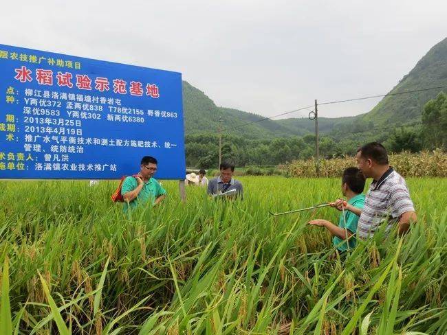 洛满镇农业技术推广站把水稻试验示范基地黄金百香果黄金百香果种植基地