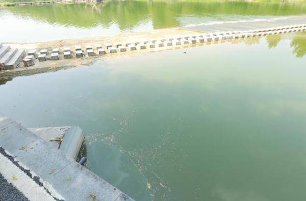 祖孙|祖孙俩先后溺水，缙云一男子出手相救，还牵出40年前的一段往事