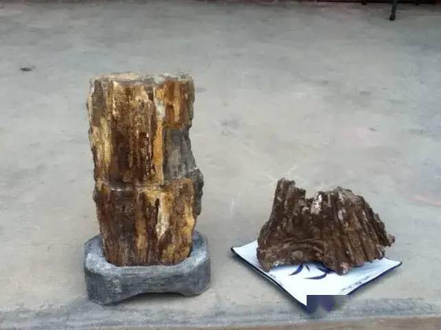 收藏硅化木，你对硅化木了解有多少_木化石