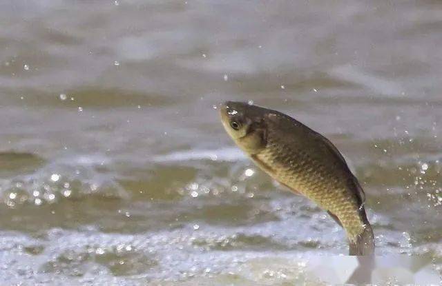 什么是黑坑鱼野钓 38de65aa71e64eeab7c4e9fac1516ae3.jpeg