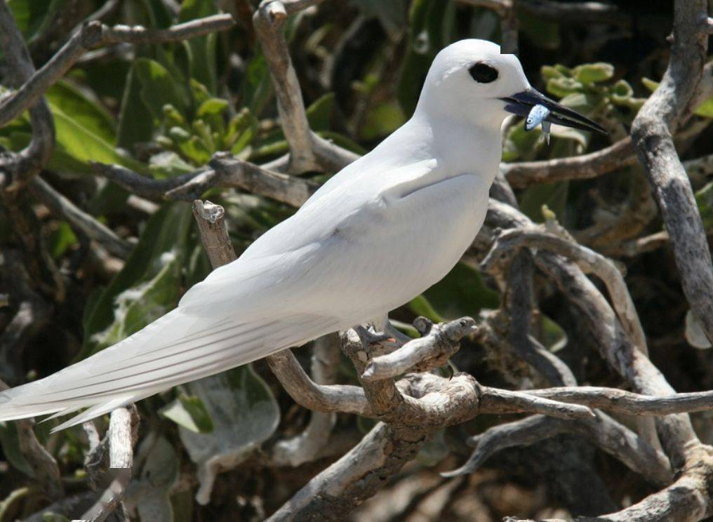 小鸟叫声清脆 dffd3f27b6ce451c8b9e42ad37928c63.jpeg