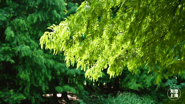 efa08403116d418ca58709f80a8ee017.gif