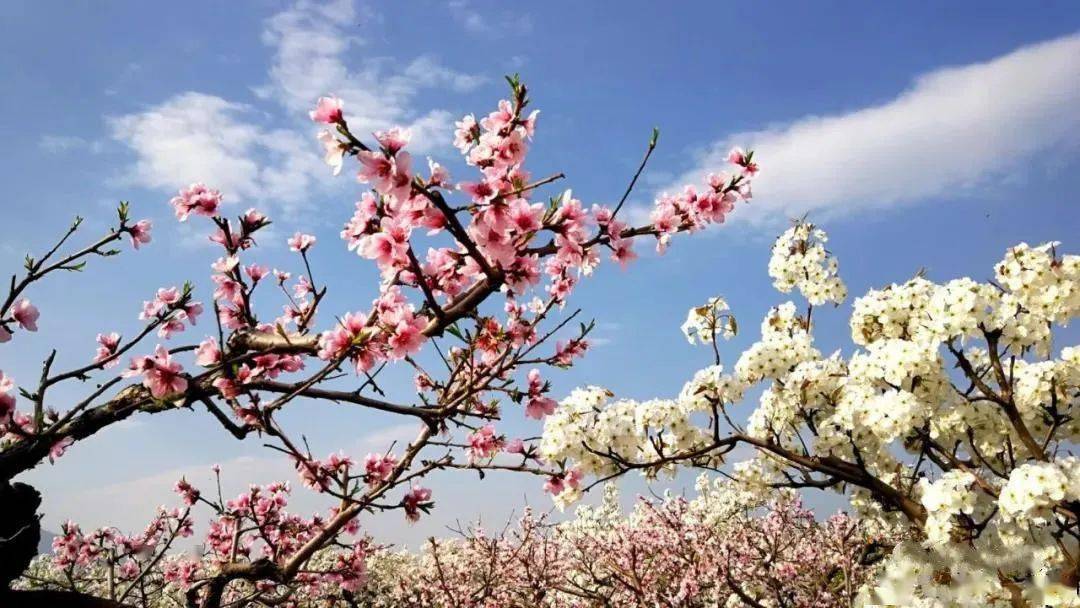 香草悠悠 小鸟鸣啾,花韵留芳 一入嵩山 看千峰万壑 赏蝶飞蜂舞 听紫燕