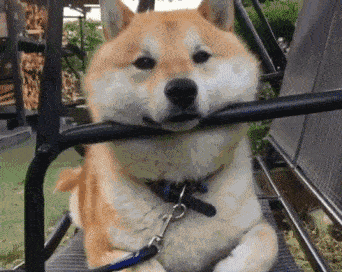 汪星人写给你的一封信这一生你给了我回忆