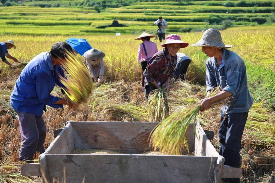 8月28日,余庆县大乌江镇凉风村村民对水稻进行脱粒.