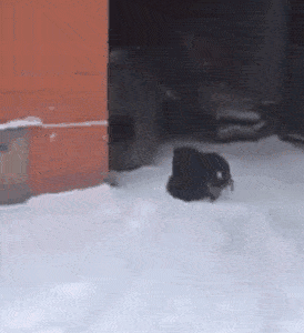 c42c7f54512f401bb8ab618b8bb7fd67.gif