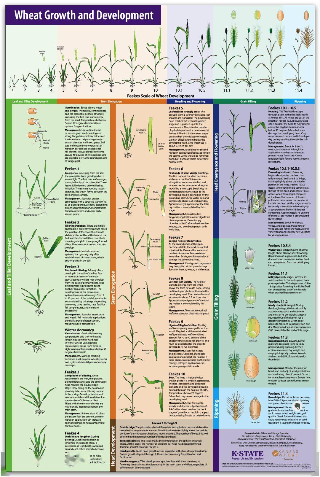 堪萨斯州立大学农学院romulo lollato教授绘制的小麦生长发育图,渔业