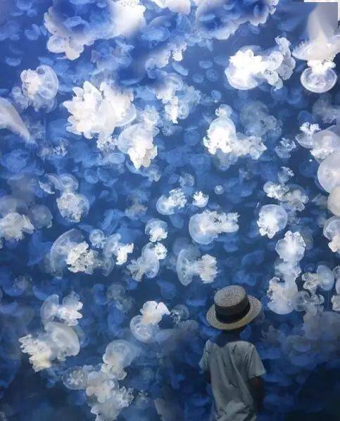 直播|贾乃亮2.4亿直播卖货破纪录，下跪痛哭：成年人，面子是给狗吃的