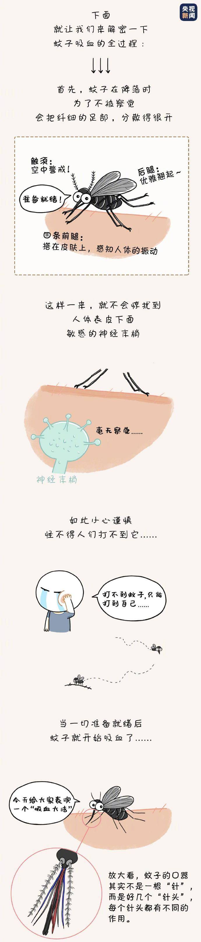 总能|蚊子为什么总能“得手”？真相来了