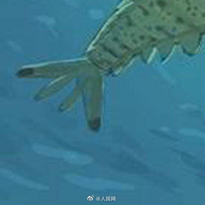 头部|心形头部的虾你见过吗？科学家发现5亿年前线纹心虾