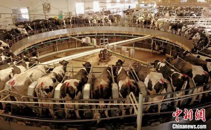 鲜奶|鲜奶价格战，一升只要五块钱！比纯净水还便宜？