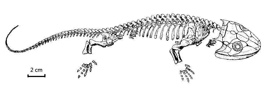 【石炭蜥类骨骼】