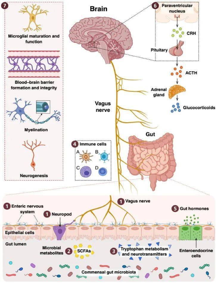 免疫和代谢,例如迷走神经,下丘脑-垂体-肾上腺轴(hypothalamic