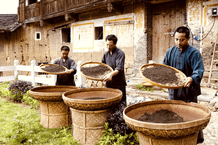 一杯清茶里的深情嘱托:"喝过坦洋工夫茶,人走情常在"