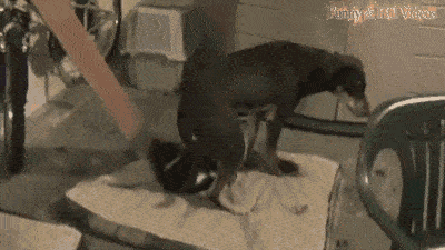 82e0747704ad454a89b71db2cd2192a5.gif